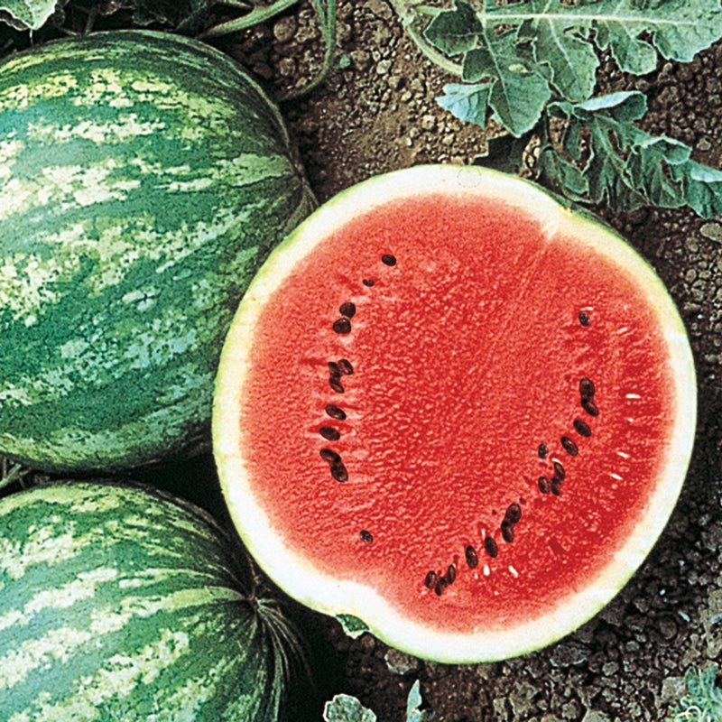 planting crimson sweet watermelon seeds Crimson Sweet Watermelon