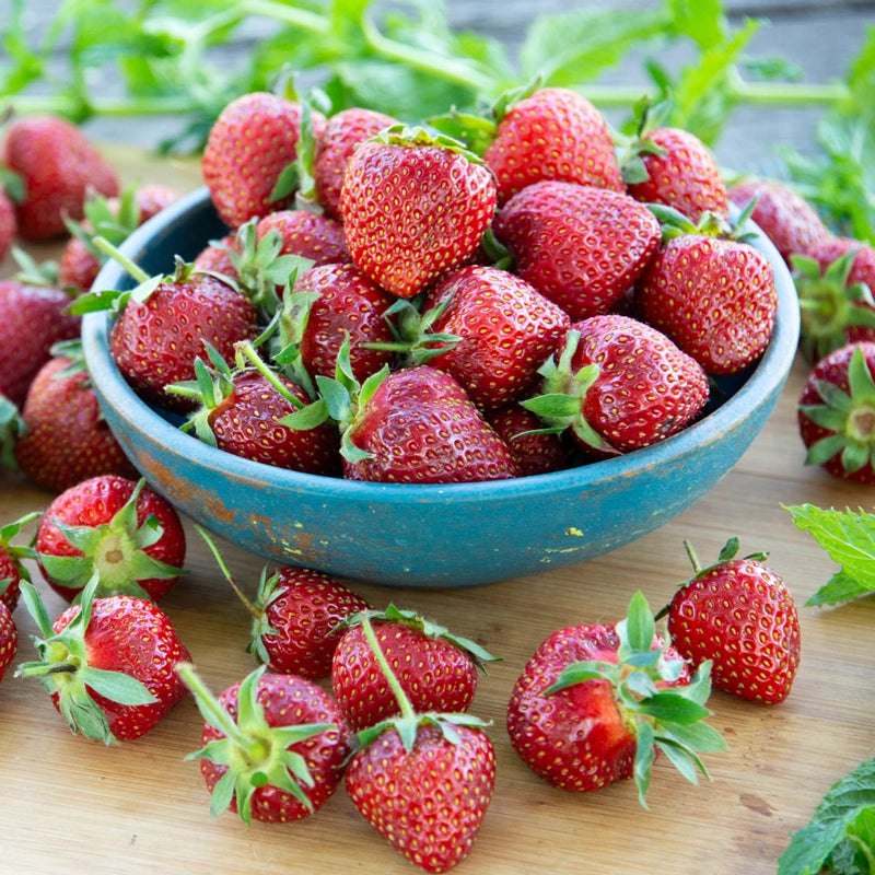 strawberry plant seed Wendy Junebearing Strawberry Plant - 4-Pack | Fragaria ananassa 'AC Wendy' PP18340 | Zone 3-8 | Fragaria ananassa 'AC Wendy' | Under 12 Inches