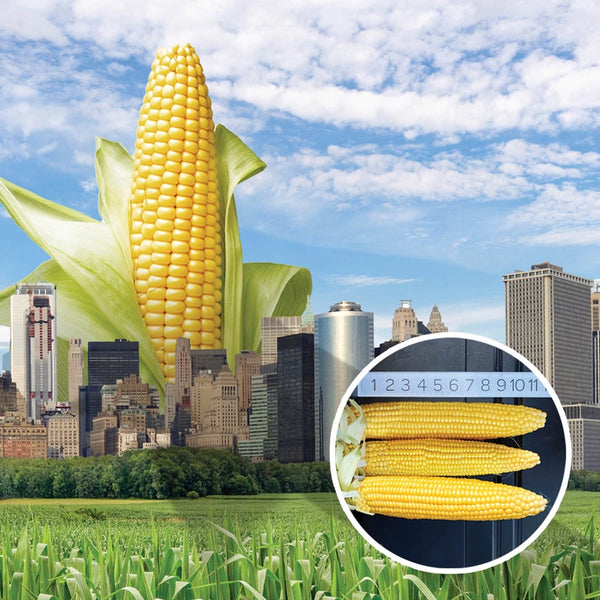 GU_Cornzilla_Feature_Print_S26 GU_Cornzilla_Feature_Print_S26