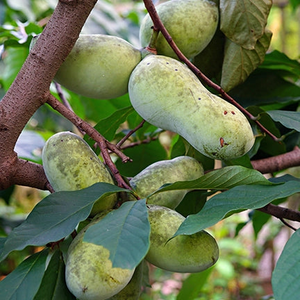 Episode 6: Fungus Gnats, Apple Trees & Pawpaw Problems