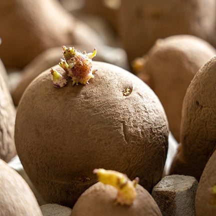 Episode 9: What’s Eating My Plants & Potato Sprouting Tips