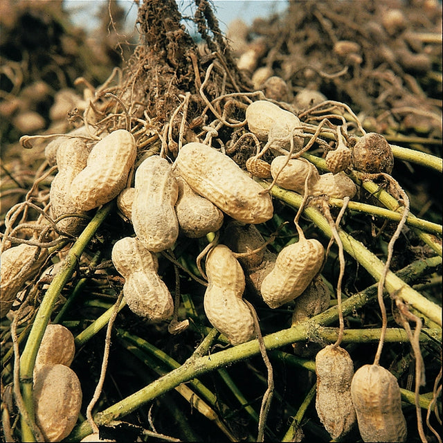 Emery Virginia Peanut