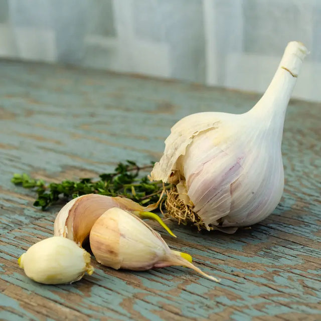 Mt. hood hardneck garlic