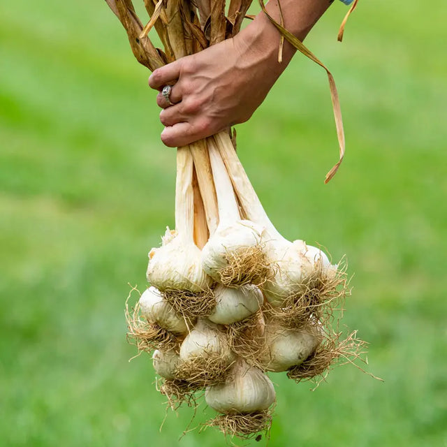Blue music hardneck garlic