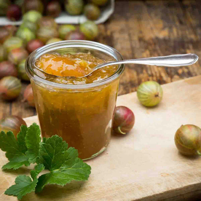 Pixwell Gooseberry Plant