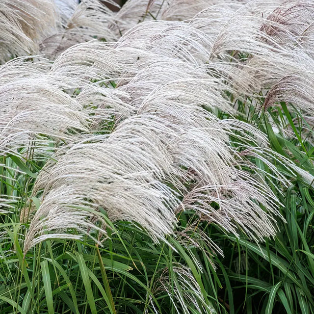 Silver Feather Miscanthus Grass