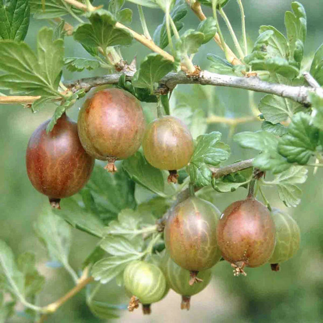 Pixwell Gooseberry Plant