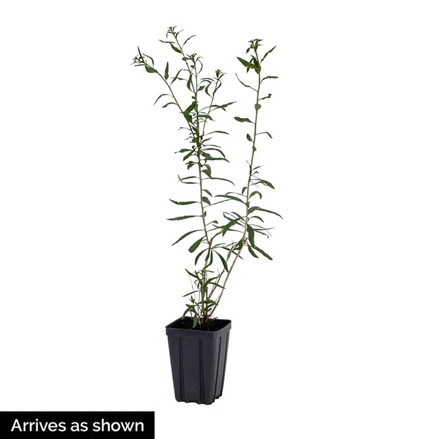 Huckleberry Plant