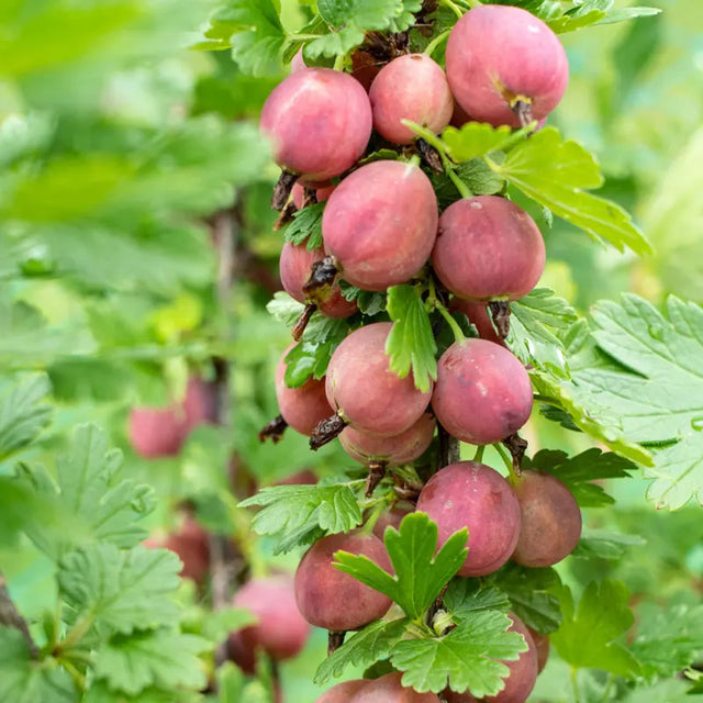 Jeanne gooseberry