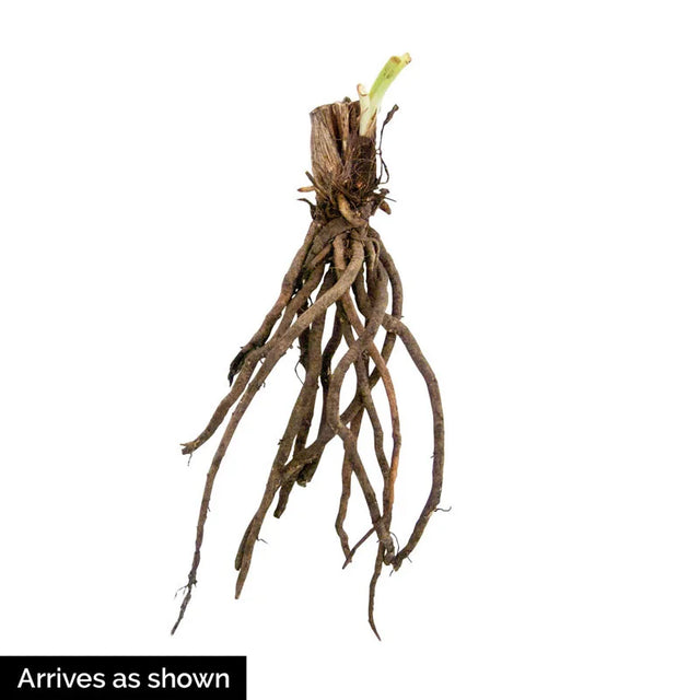 Black Ambrosia Reblooming Daylily 