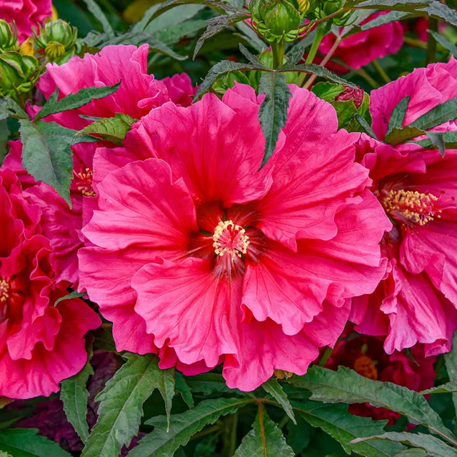 Watermelon ruffles hibiscus