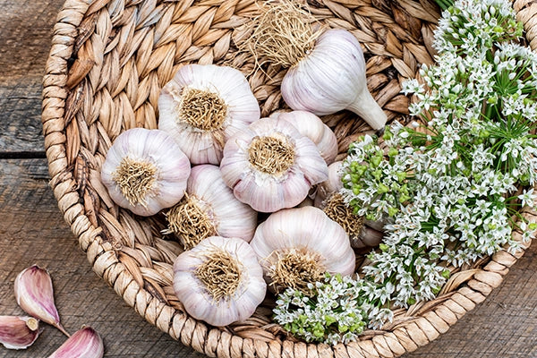 Shop Garlic Bulbs