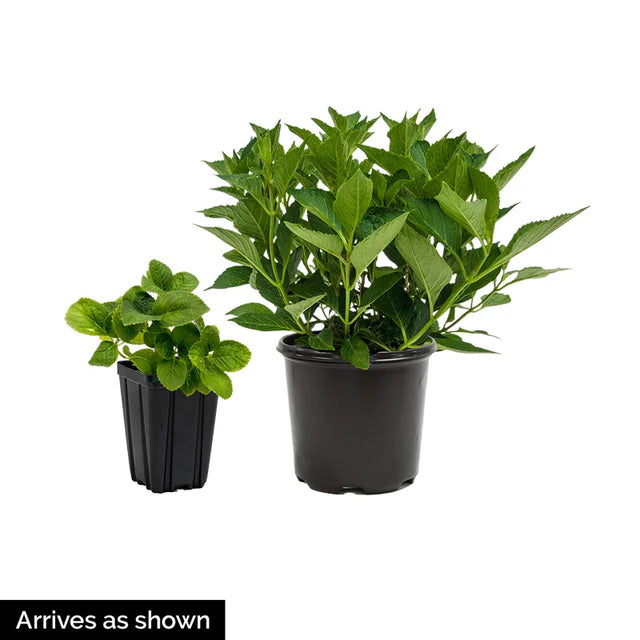 Incrediball® Hydrangea Plant