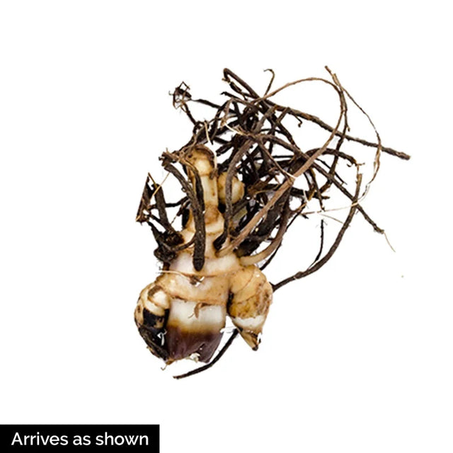 Phasion Variegated Canna