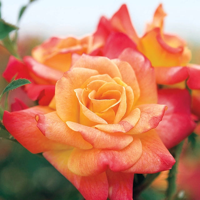 Joseph's Coat Climbing Rose Plant