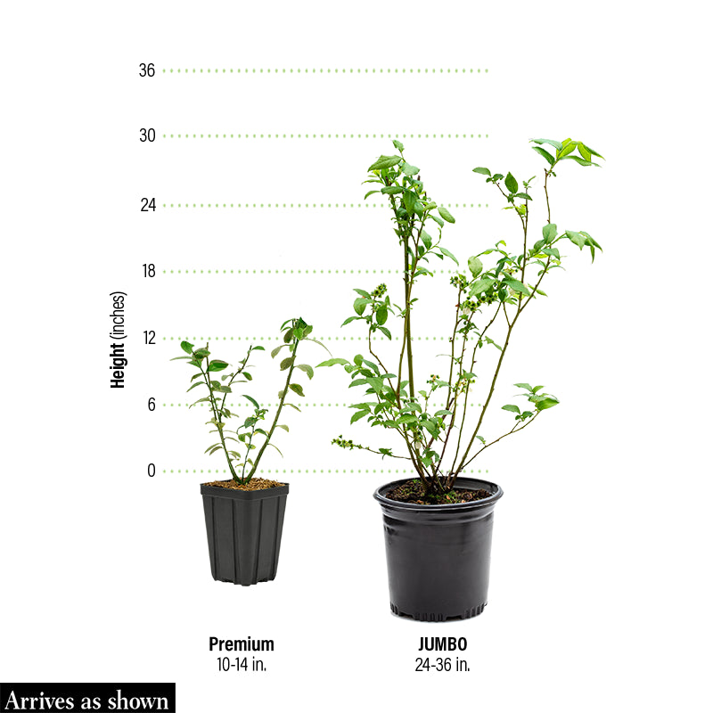 blueberry plant in a pot Patriot Northern Highbush Blueberry Plant - Premium (Qty- 2) | Vaccinium corymbosum 'Patriot'