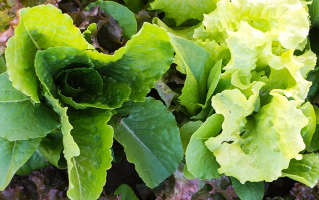 Mustard Greens
