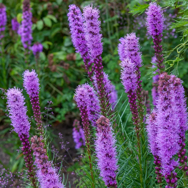 Kobold liatris