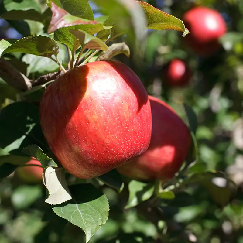 planting gala apple seeds Gala Apple Tree