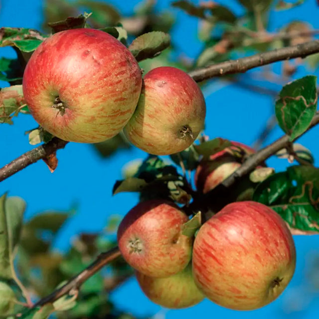Honeycrisp Apple Tree
