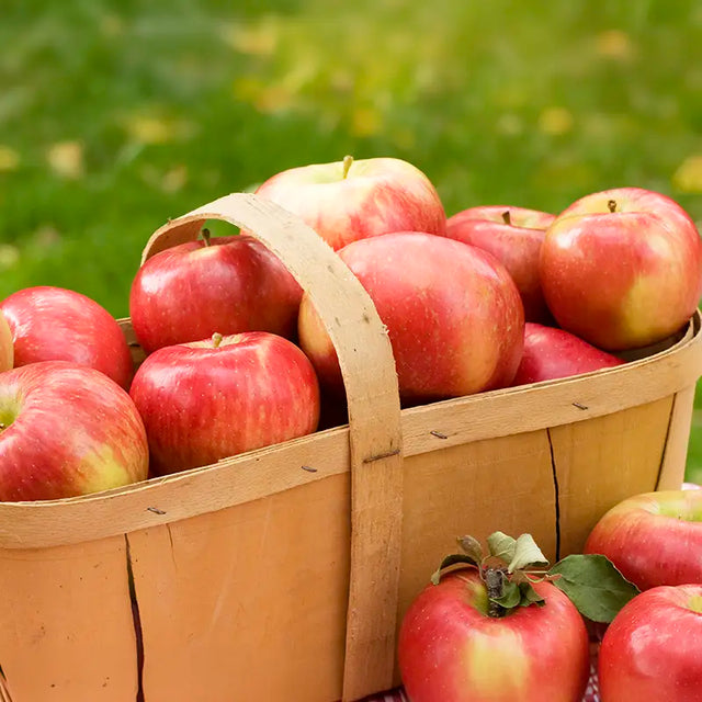 Honeycrisp Apple Tree