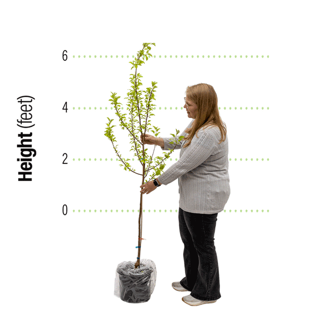 Sundance™ Apple Tree