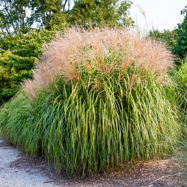 Morning Light Maiden Grass