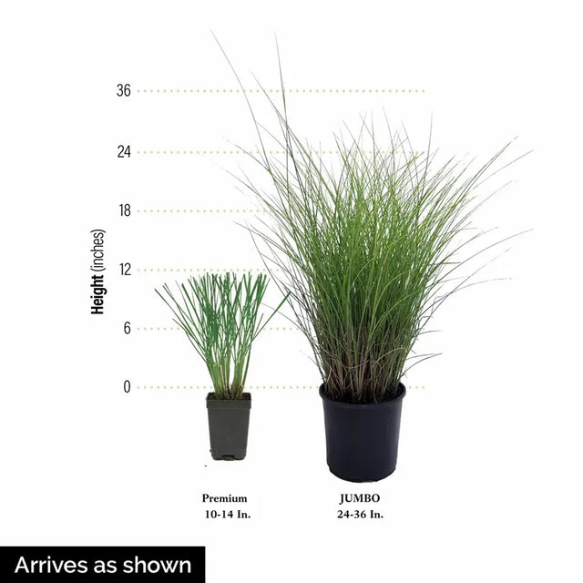 Pink Muhly Grass Plant