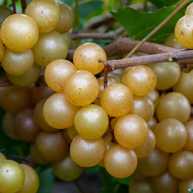 Superhero™ bronze muscadine