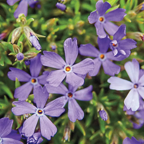 HOUSE OF LOTUS ピンタック くるみボタン パープル レース M Violet Pinwheels Carpet Phlox – Gurney's Seed & Nursery Co.