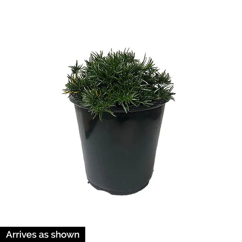 can you plant creeping phlox in a pot Buy Crimson Beauty Creeping Phlox