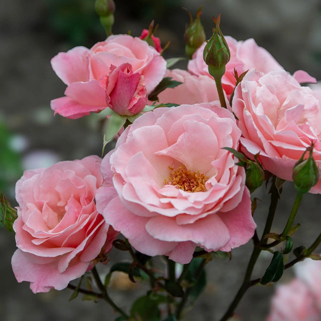 Queen Elizabeth Grandiflora Rose