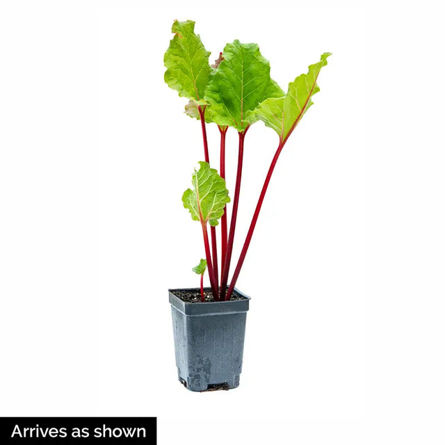 Victoria Rhubarb Plant