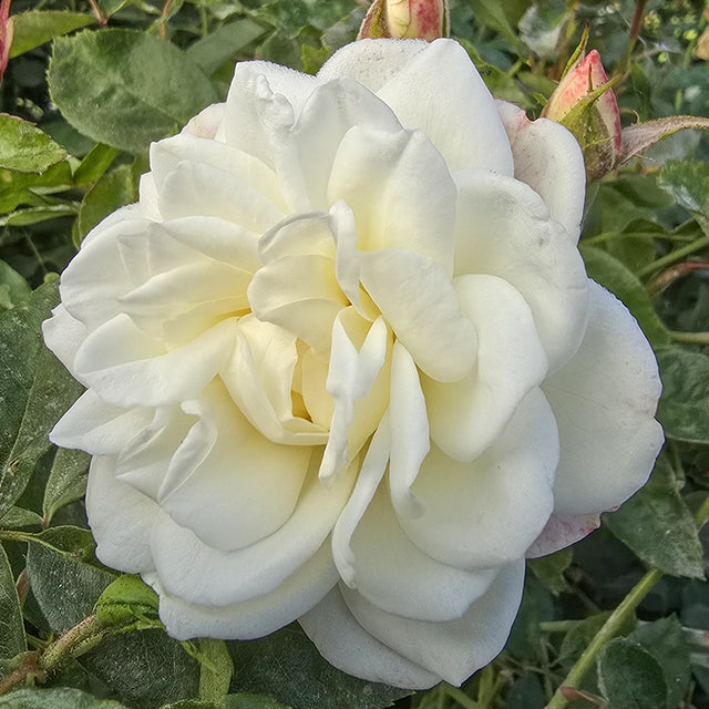 Iceberg Floribunda Rose