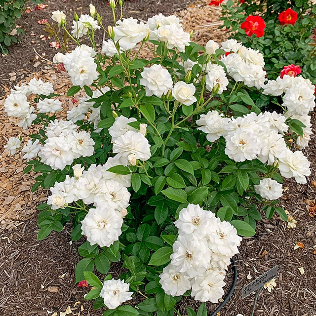 Iceberg Floribunda Rose