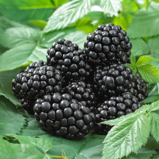 Ervin blackberry