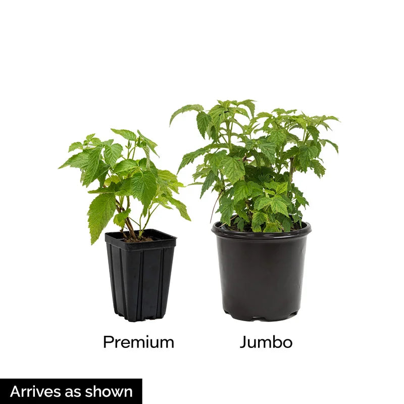 potted raspberry plant Heritage Raspberry Plant - Premium Plant (Qty- 1) | Rubus idaeus 'Heritage'
