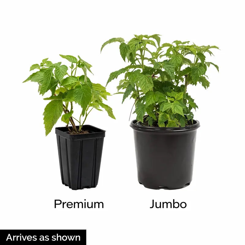 Prime-Ark Freedom Thornless Blackberry | Gurney's Seed & Nursery Co. Prime-Ark Freedom Thornless Blackberry | Gurney's Seed & Nursery Co.