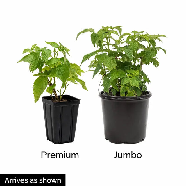 Triple Crown Blackberry Plant
