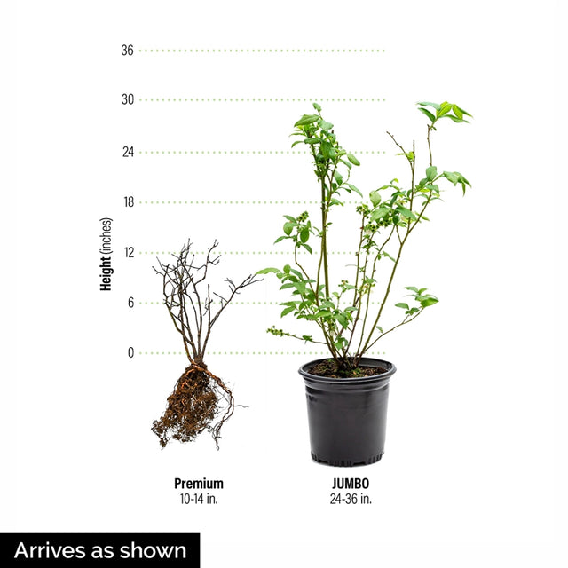 Semi-Dwarf Northland Half-High Blueberry Plant