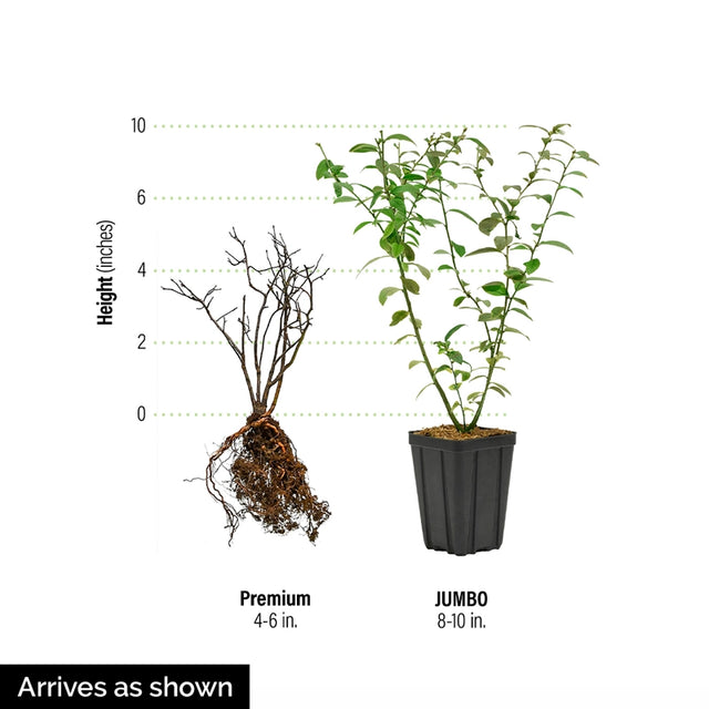 Dwarf TopHat Lowbush Blueberry