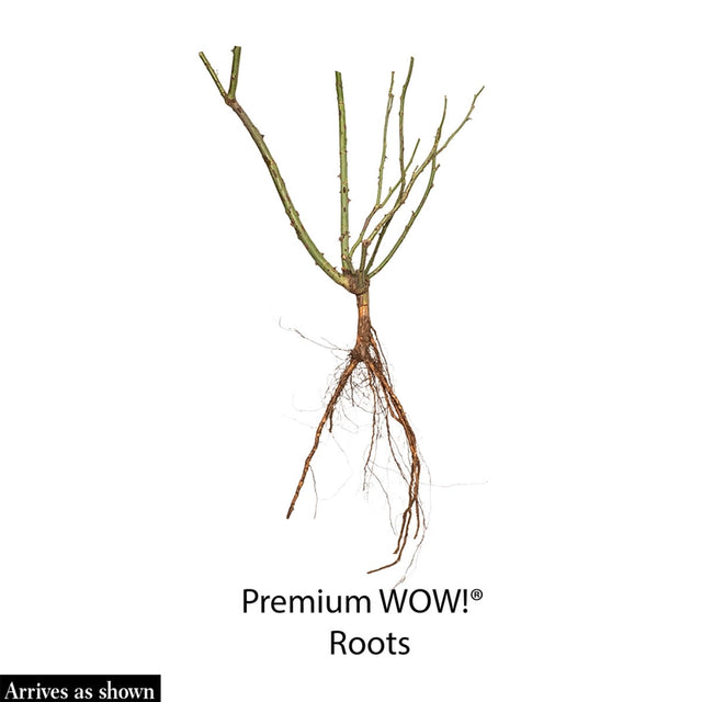 Blue Girl Hybrid Tea Rose Plant