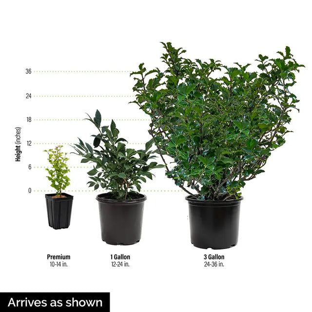 Blue Star Juniper