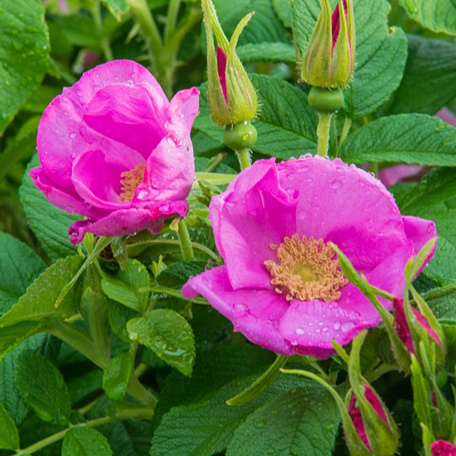 Sweet Hips® Rugosa Rose