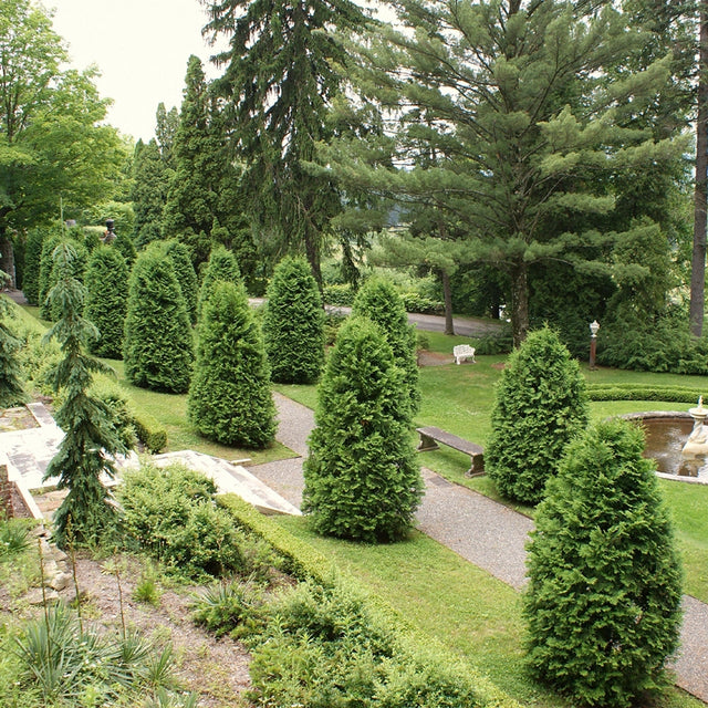 Green Giant Arborvitae