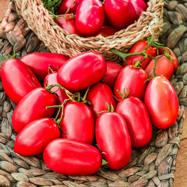 Tonatico Cherry Tomato