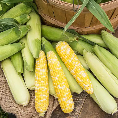 Free Seed Catalog Request Yours Today Gurney's Seed & Nursery Co