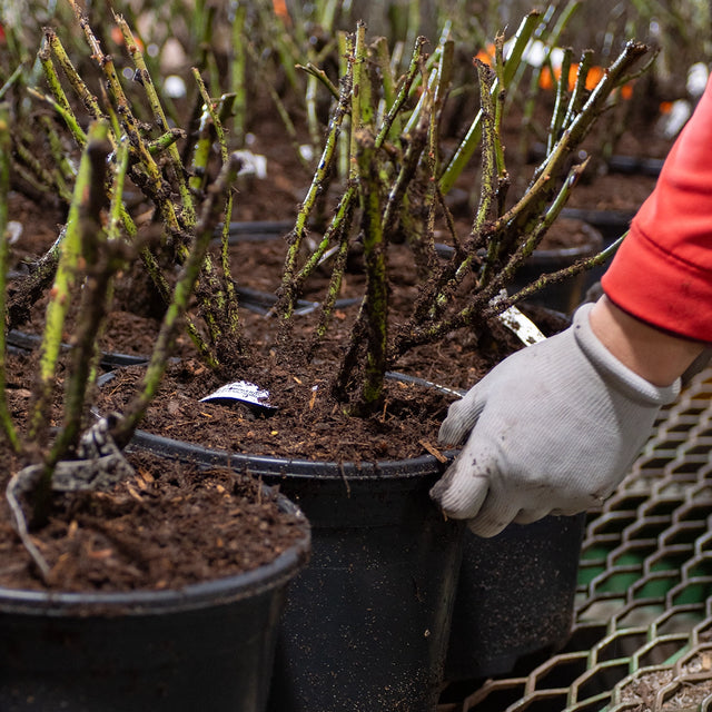 Browse New Catalog Online Gurney's Seed & Nursery Co.