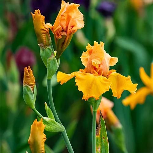 Browse New Catalog Online Gurney's Seed & Nursery Co.