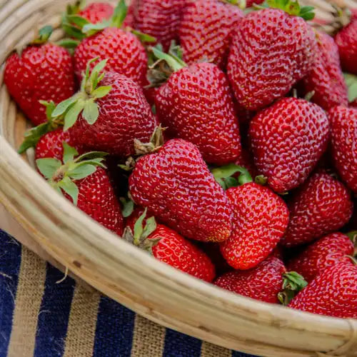 Spring Catalog Collection Gurney's Seed & Nursery Co.